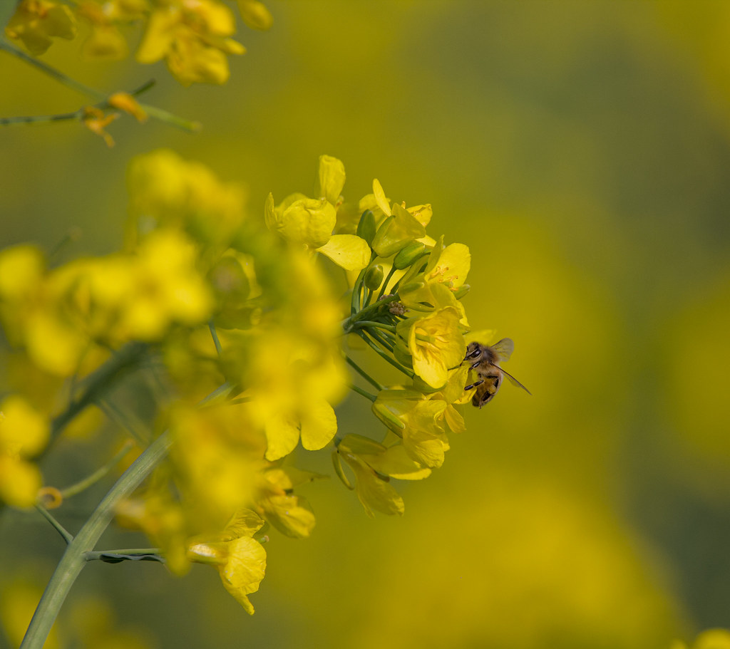 Happy bees and other pollinators